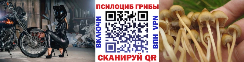 продажа наркотиков  гидра ссылка  Псилоцибиновые грибы ЛСД  Можайск 
